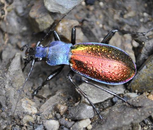 Carabus hispanus